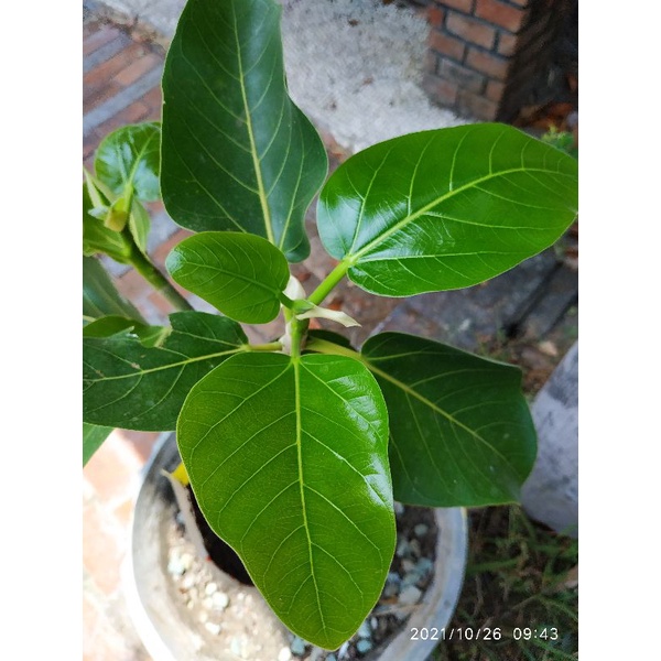 ficus benghalensis, beringin india, pohon banyan, tanaman langka dan unik