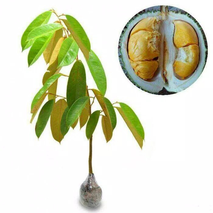 Bibit Durian Duri Hitam