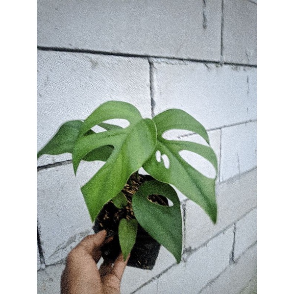 monstera raphidopora pertusa