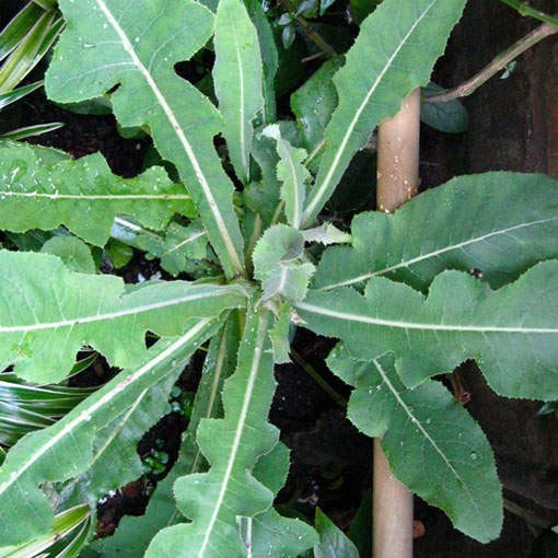 

Daun Tempuyung Segar 100 gram Herbal