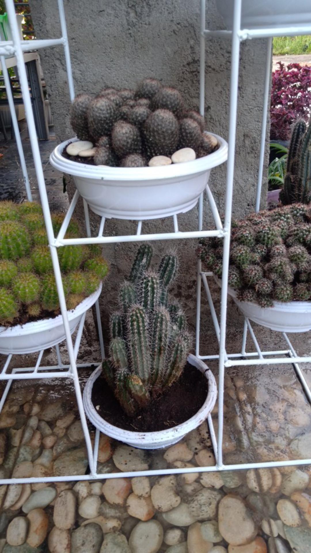 Bisa Cod 97. Pot Bonsai Ceper Putih Pendek 25 Cm- Pot Bunga Hias Putih Murah