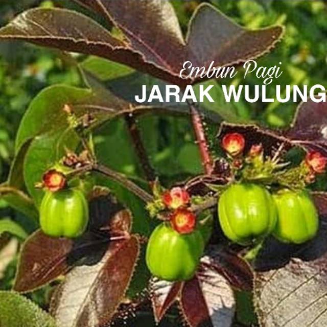 Bibit Pohon Jarak Wulung