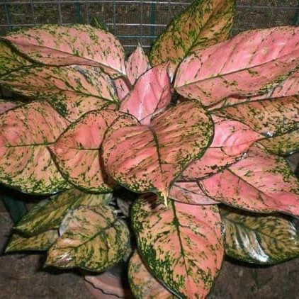 Tanaman hias agkonema aglonema Lady Valantine