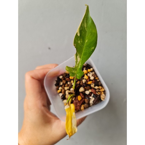 Philodendron Florida Beauty Narrow Form (B)