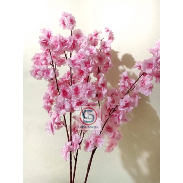 

Bunga Cherry Blossom ( Perlusin )