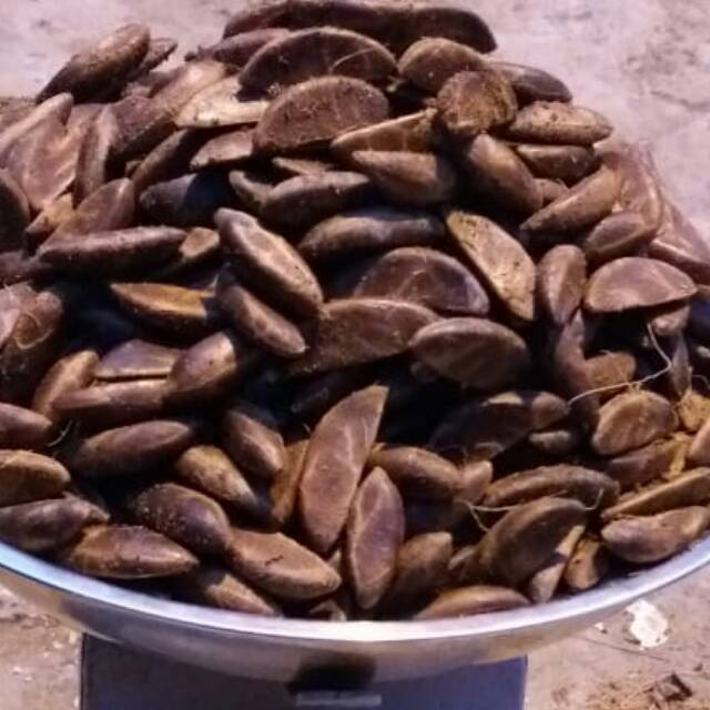 200gr benih eboni/benih kayu hitam/eboni Diospyros celebica