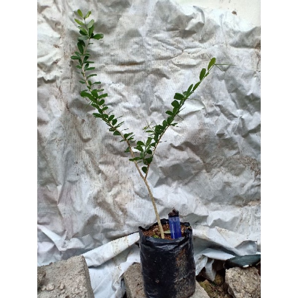 Bibit Bonsai Saeng Simbur Vietnam (Bunga Ungu)