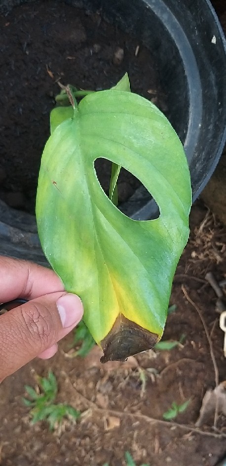 Pohon Mostera | Tanaman Hias Mostera