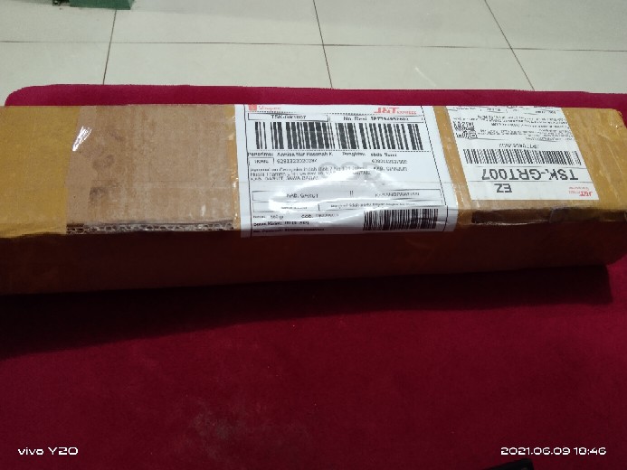 Tanaman Hias Caladium White Christmas