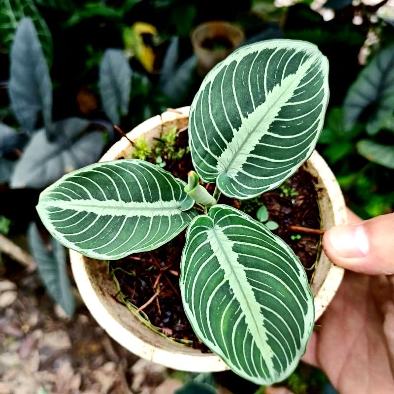 schismatoglottis chevron ( tanaman langka)