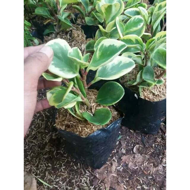 Tanaman hias peperomia Obtusifolia variegata peperomia varigata jade plant jadeplant zetplen