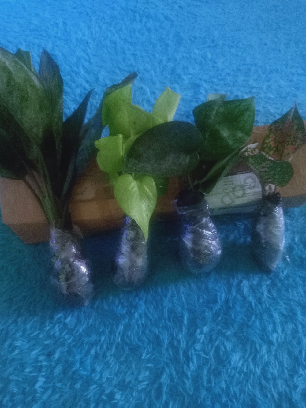 Taman Hias Aglonema Heng Heng