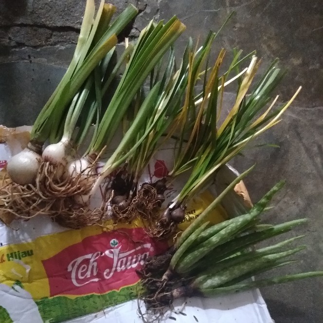 Bibit Lidah Buaya / Aloe Vera