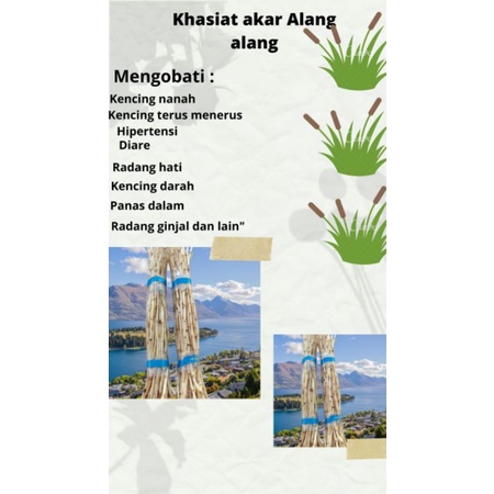 

akar Alang Alang segar