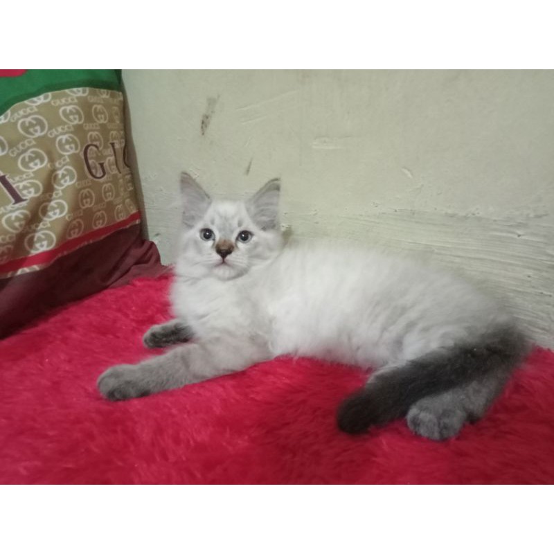 Kucing Persia , Himalaya , Maniecoon , Ragdoll Shopee