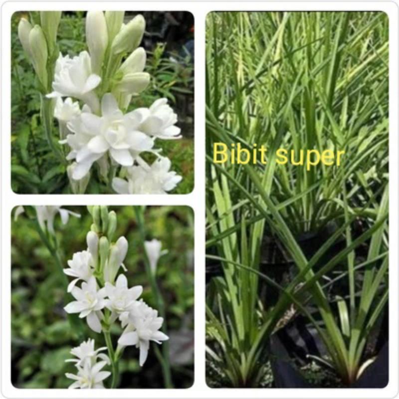 Bibit bunga sedap malam wangi