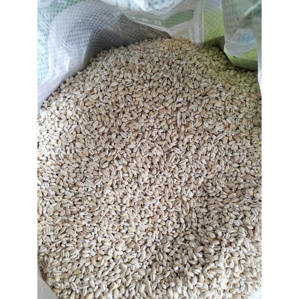 

Biji Jali Impor (yibi) Biji Barley 500gr