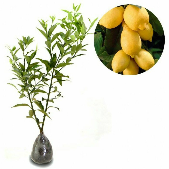 bibit lemon california