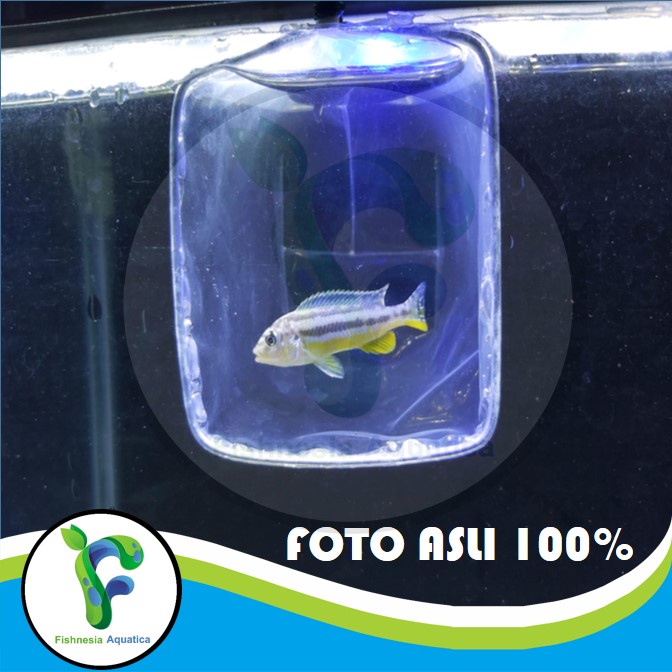 Ikan Hias Aquascape Niasa Cichlid/Cichild/Siklid