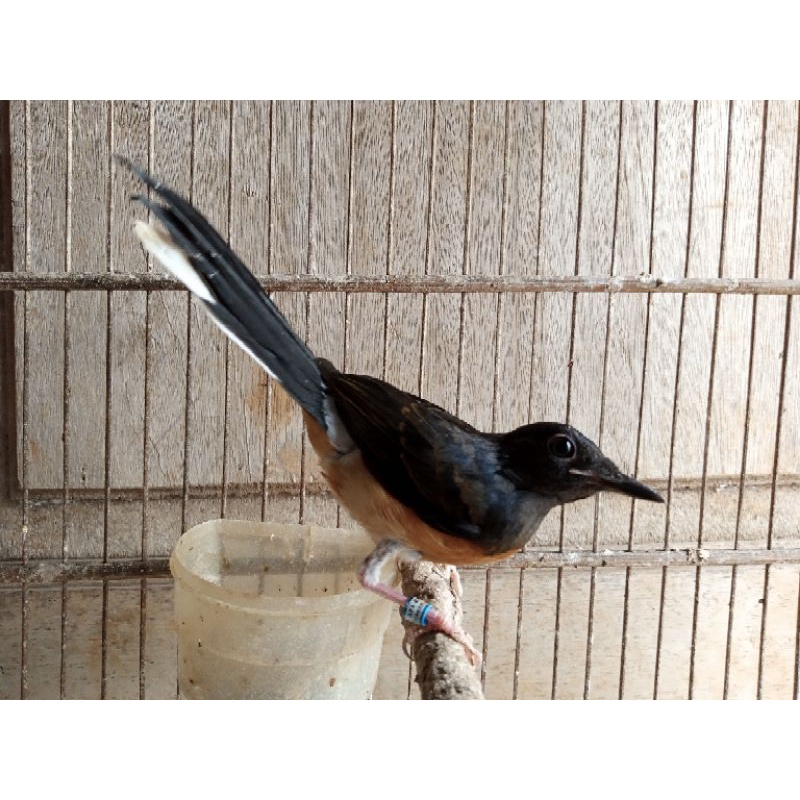 betina murai siapan ternak