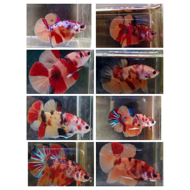 

Sample Partai Nemo Koi Galaxy