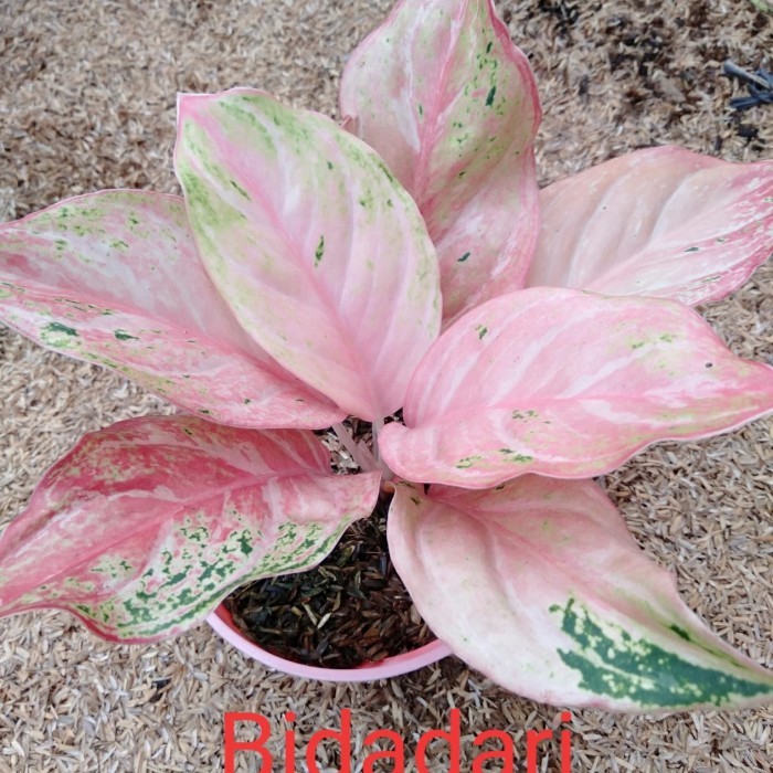 tanaman hias aglonema bidadari - aglonema bidadari - aglonema
