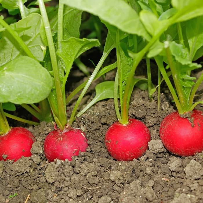 Bibit Benih Biji Sayur Lobak Merah - Benih Biji Tanaman Sayur Lobak Merah - Lobak Merah - COD
