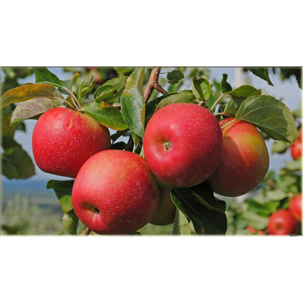 Bibit / Benih Biji Buah Apel Paradise Apple Fruit Seed Isi 10 Biji-6