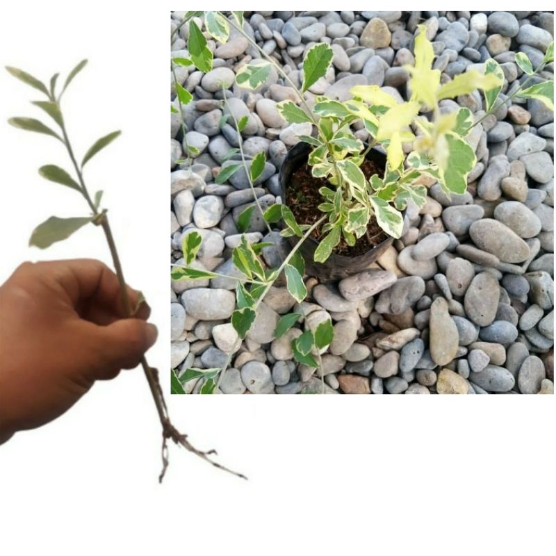 bibit Tanaman Hias likuanyu Varigata - Lee kwan yew varigata