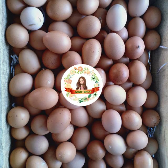 

TELUR AYAM HOREN KG AN