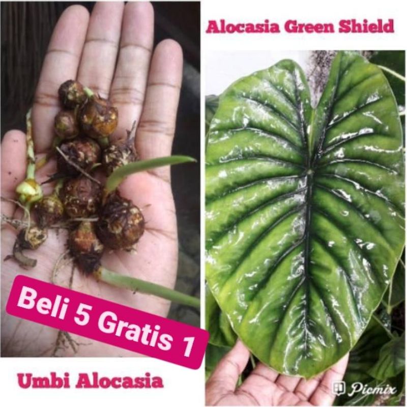UMBI/BINTIL ALOCASIA GREEN SHIELD/KELADI TENGKORAK HIJAU