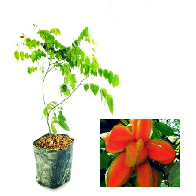 Bibit Belimbing Bangkok