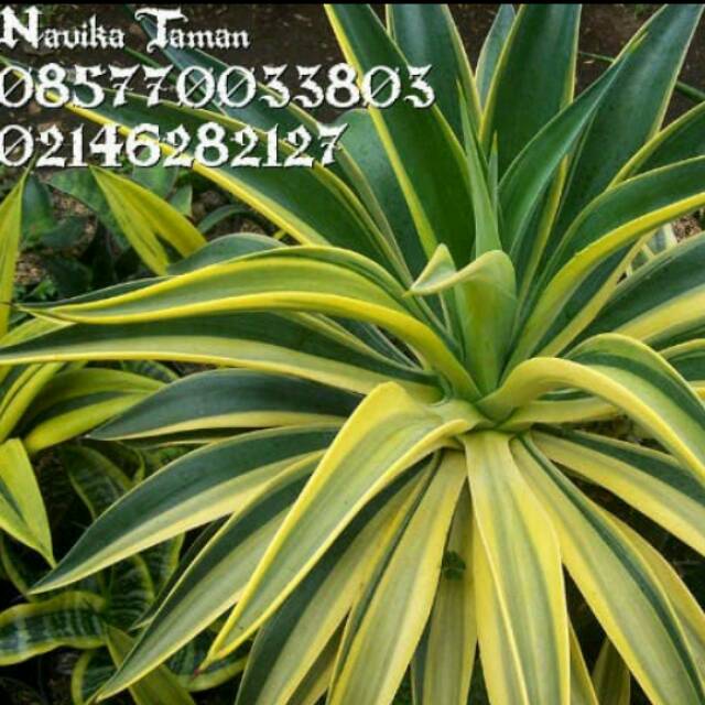 Tanaman Hias Agave Common - Agave Strip Kuning