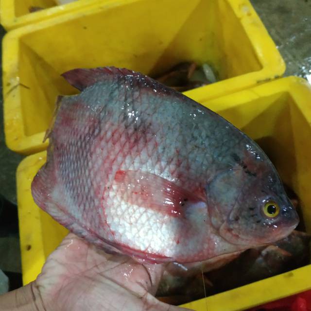

Jual Ikan Gurame - 1 Kg