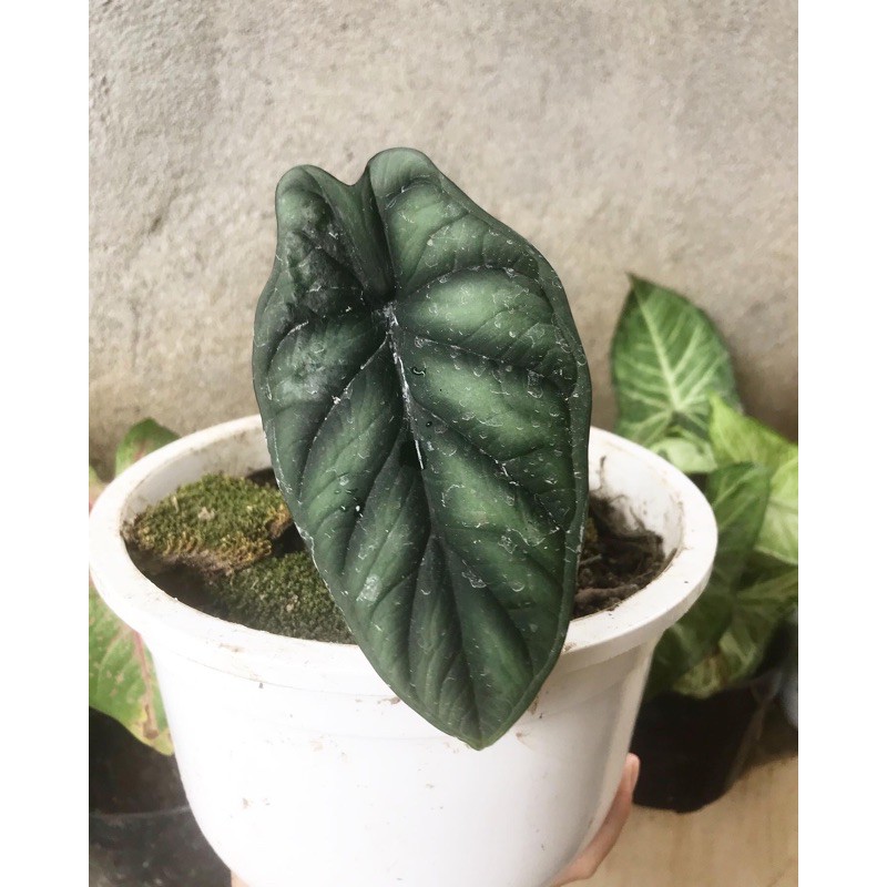 Alocasia Dragon Scale/Alocasia Baginda Dragon Scale