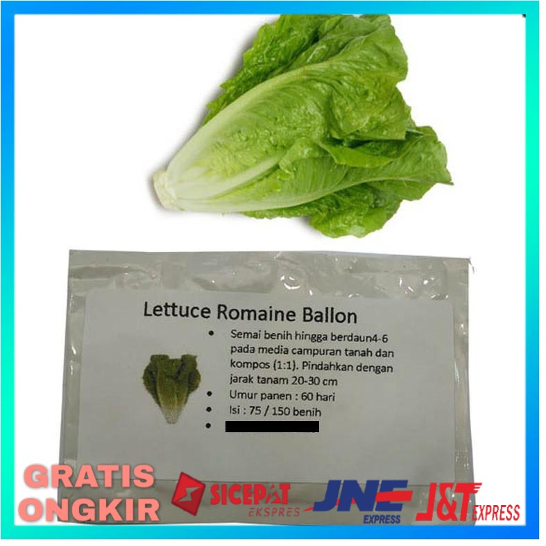 BENIH TANAMAN HIDROPONIK BIBIT TANAMAN SAYURAN SELADA KNOWN YOU SEED  BENIH HIDROPONIK SAYUR