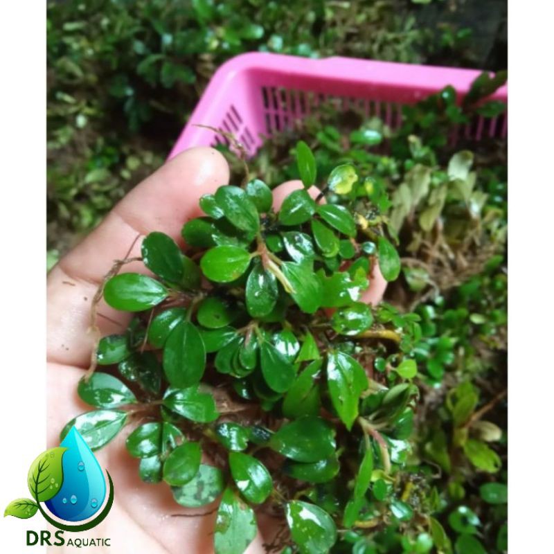 Bucephalandra mini clump murah