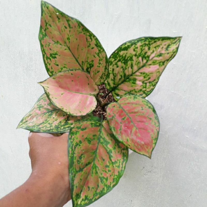 AGLONEMA DUD GOLD//dut gold cantik