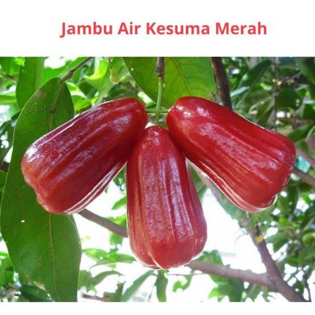 BIBIT JAMBU AIR KESUMA MERAH