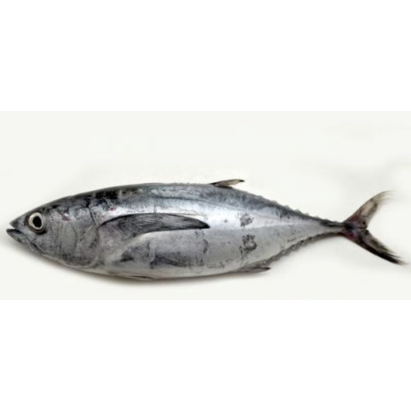 

Tongkol sisik 1 kg