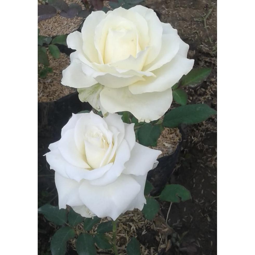 BIBIT TANAMAN BUNGA MAWAR POTONG WHITE SUPER SUPER SELLER