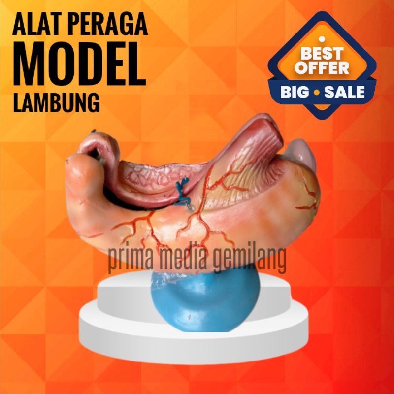 

MODEL LAMBUNG/TORSO LAMBUNG/ALAT PERAGA IPA