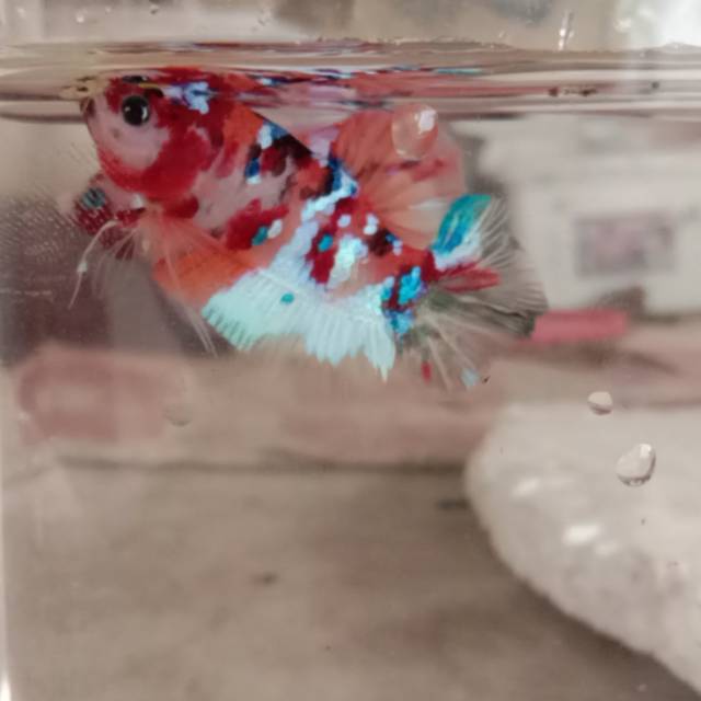 

Cupang Koi multicolor