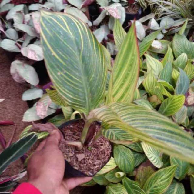 TANAMAN HIAS BUNGA PISANG KANA VARIGATA -SA