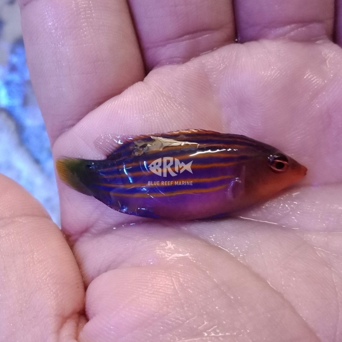 80 Ikan Air Laut Pink Terbaru