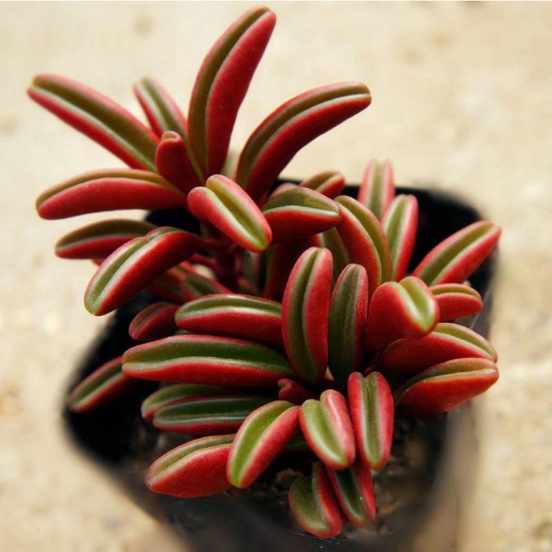 Peperomia graveolens ruby glow / Sukulen cabe merah