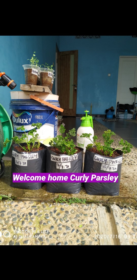 Planter Bag Easy Grow 5 Liter - Hijau