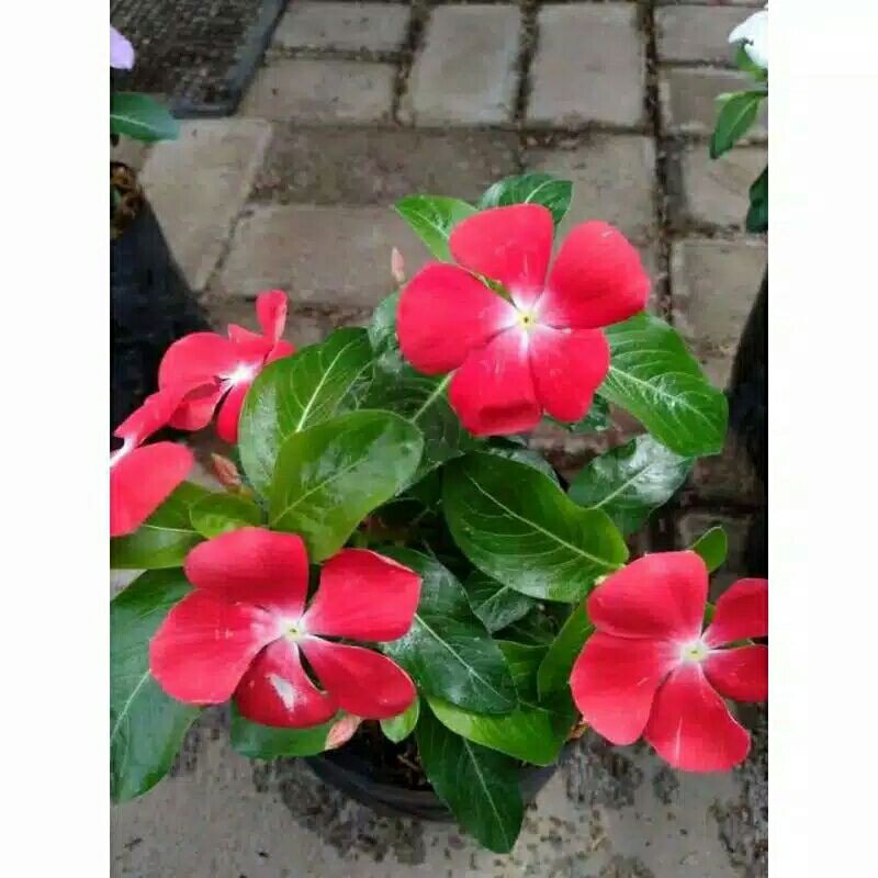 tanaman hias gantung vinca bunga merah-finca bunga merah-pohon/bibit hias gantung vinca bunga merah