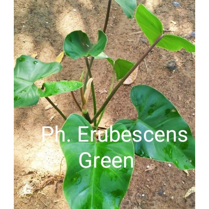 Philodendron Erubescens green / Philo green emerald