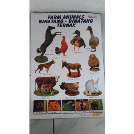 

poster binatang binatang ternak 1lembar